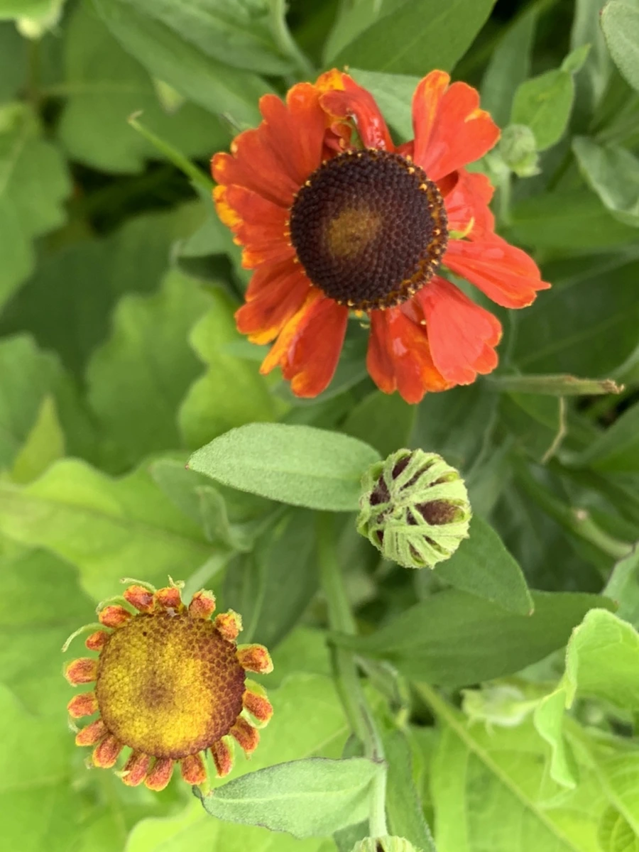 IMG_5034.jpg?type=w966