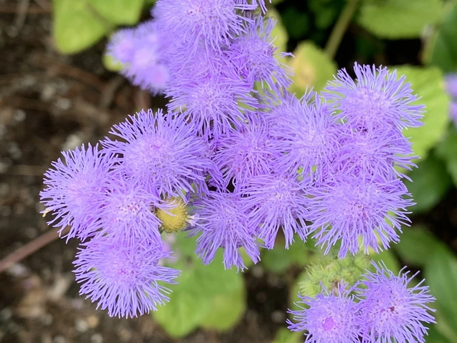 IMG_9169.jpg?type=w966