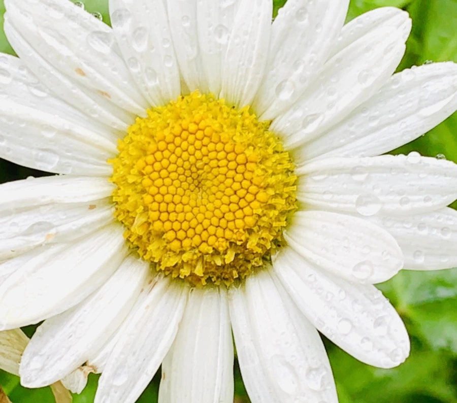 IMG_0168.jpg?type=w966