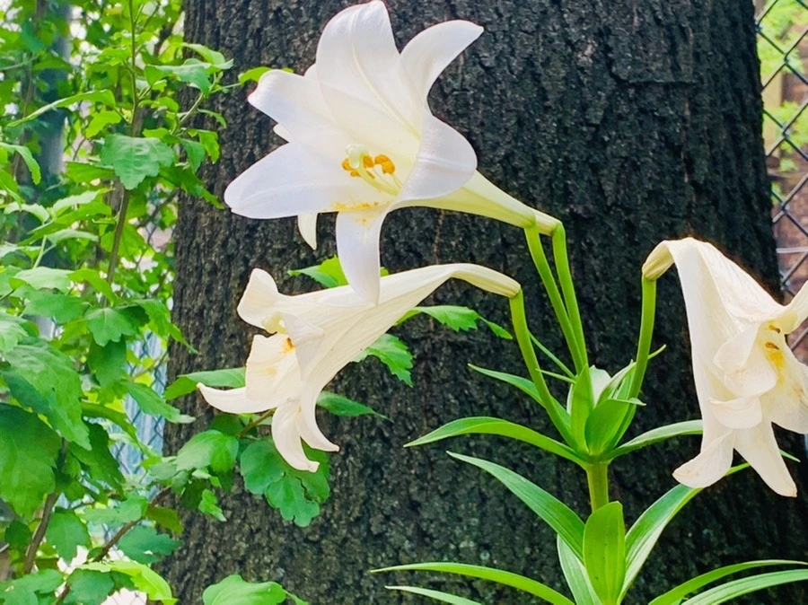 -S51-W2GHHs9F5gckpiFGZua3wU