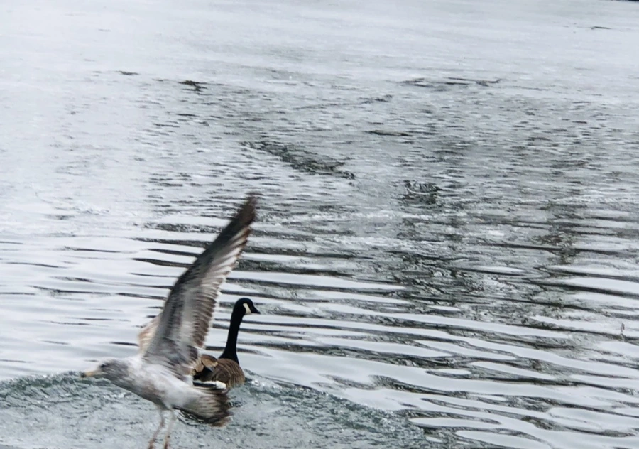 IMG_5872.jpg?type=w966