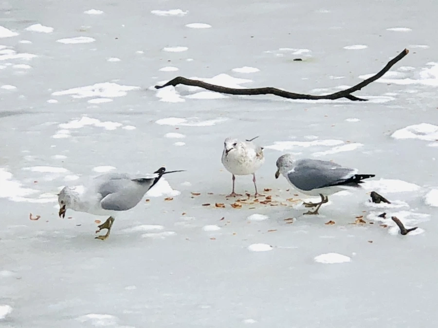 IMG_2467.jpg?type=w966