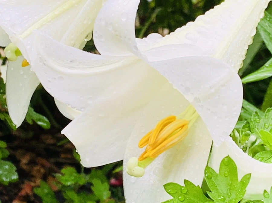 IMG_0118.jpg?type=w966