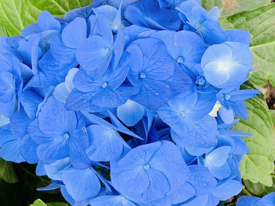 IMG_6005.jpg?type=w966