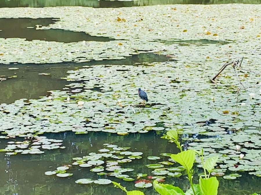 IMG_0725.jpg?type=w966