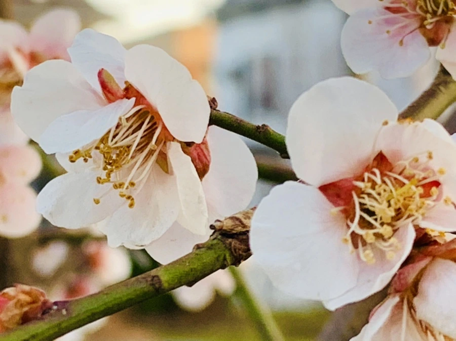 IMG_2808.jpg?type=w966