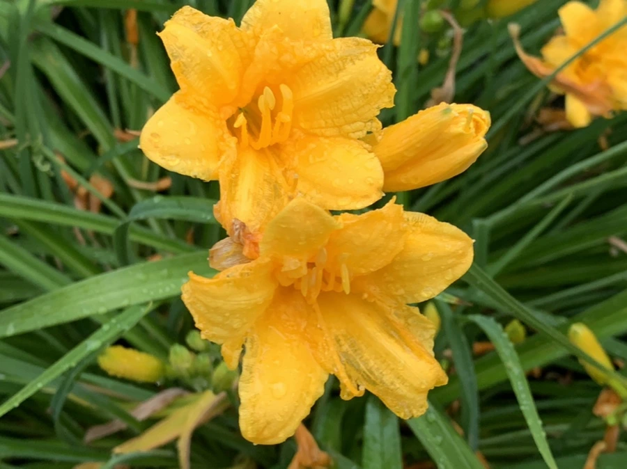 IMG_6209.jpg?type=w966