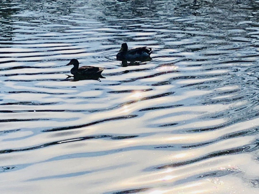 IMG_0352.jpg?type=w966