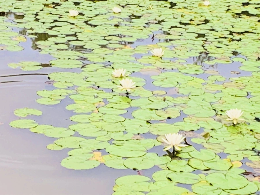 IMG_7182.jpg?type=w966