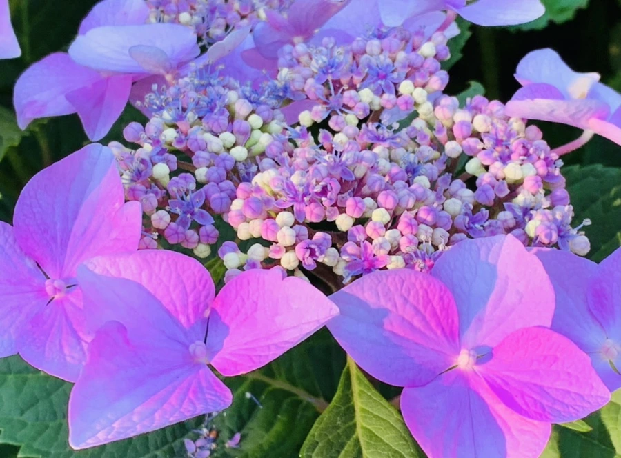 IMG_6310.jpg?type=w966