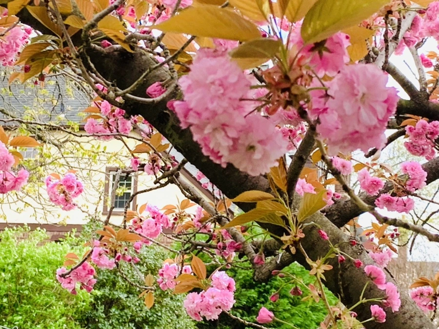 IMG_4394.jpg?type=w966