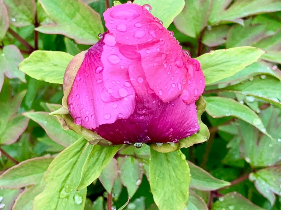 IMG_9394.jpg?type=w966