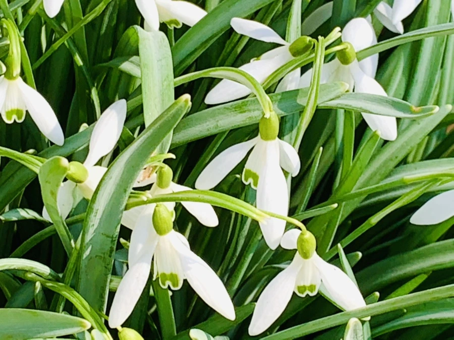 IMG_3138.jpg?type=w966