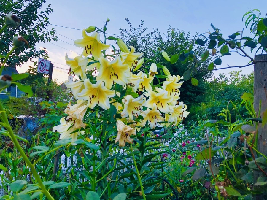 IMG_2442.jpg?type=w966