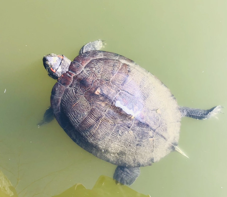 IMG_0903.jpg?type=w966