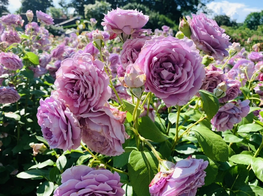 IMG_2160.jpg?type=w966