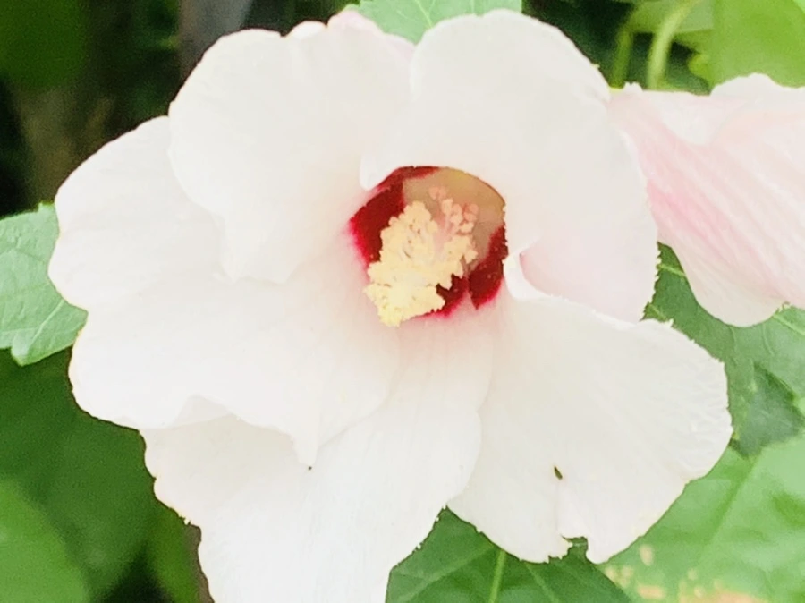 IMG_6012.jpg?type=w966