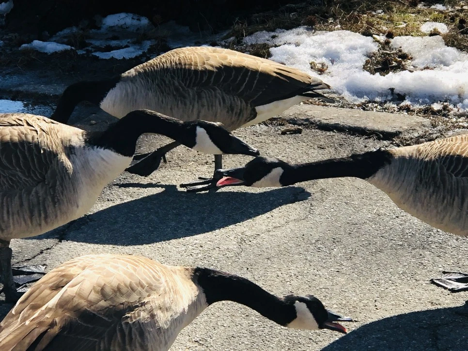 IMG_4577.jpg?type=w966