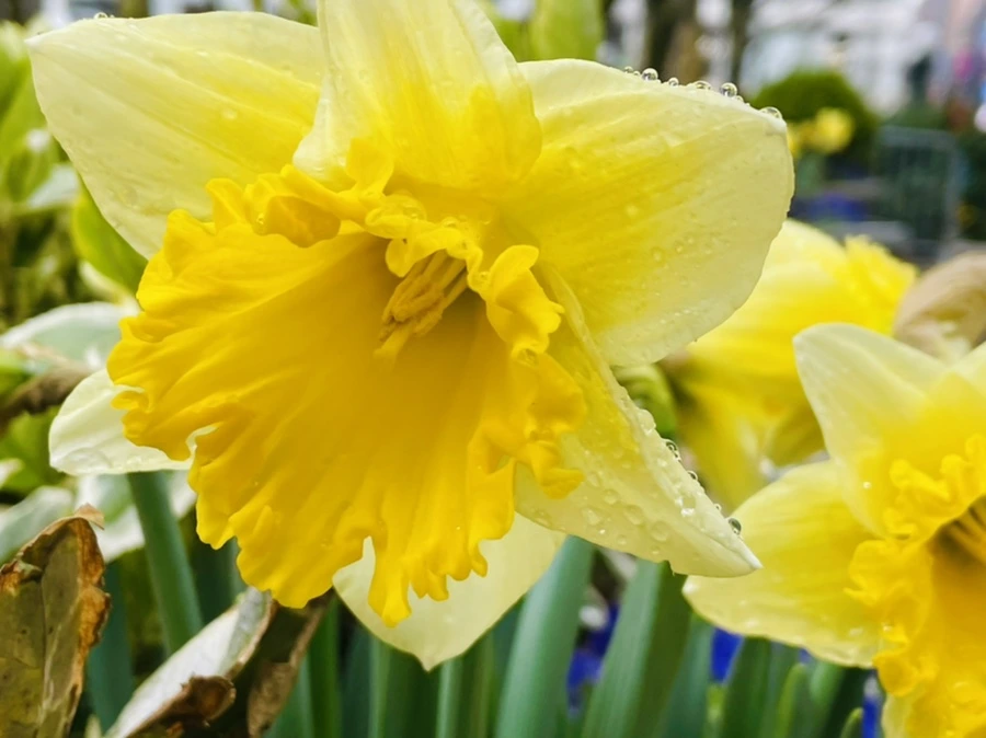 IMG_8681.jpg?type=w966