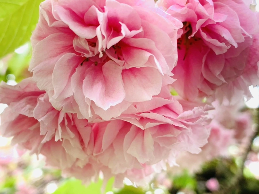 IMG_0243.jpg?type=w966