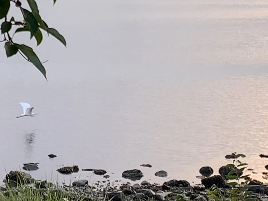 IMG_0668.jpg?type=w966