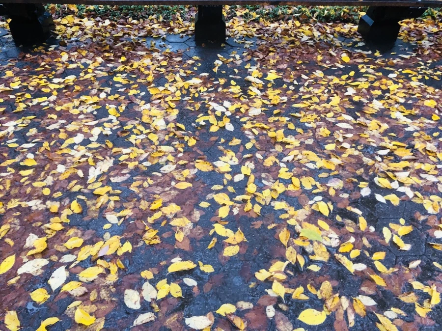 IMG_3139.jpg?type=w966