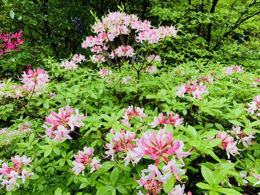 IMG_9920.jpg?type=w966