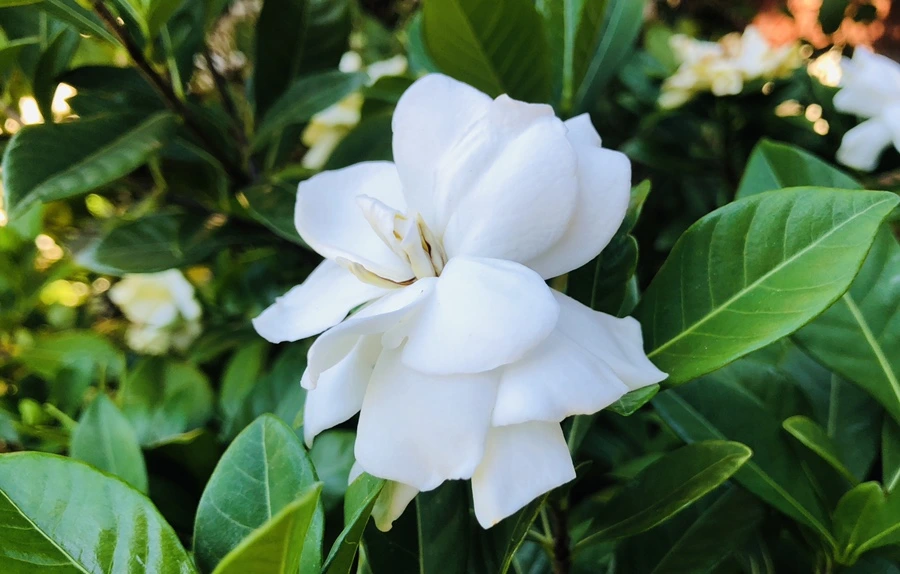 IMG_2372.jpg?type=w966