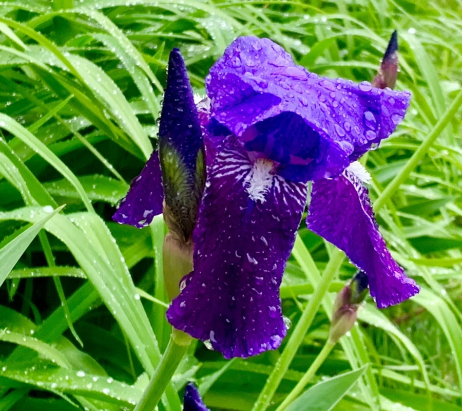 IMG_5357.jpg?type=w966