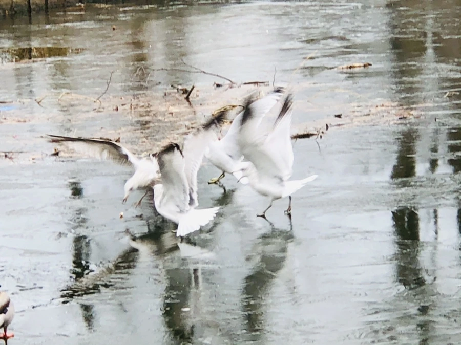 IMG_9018.jpg?type=w966