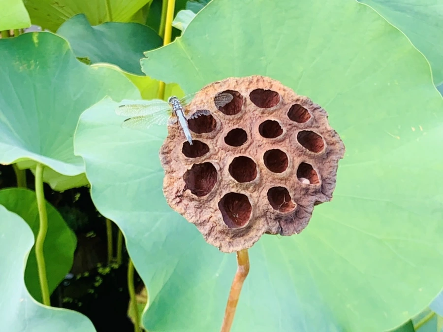 IMG_5311.jpg?type=w966