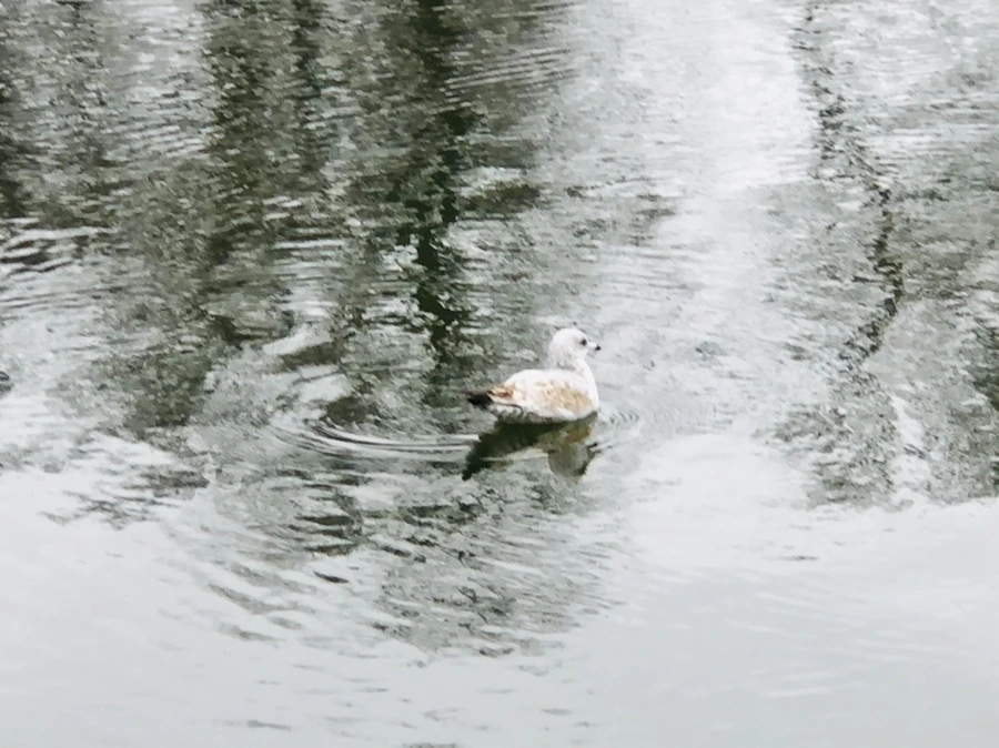 IMG_6490.jpg?type=w966