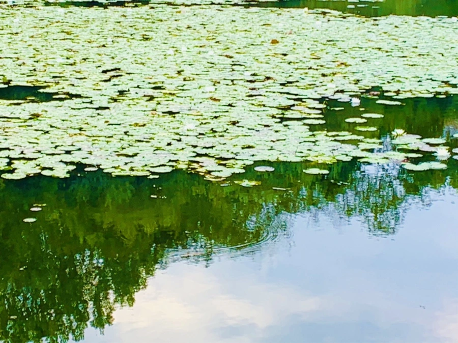 IMG_5820.jpg?type=w966