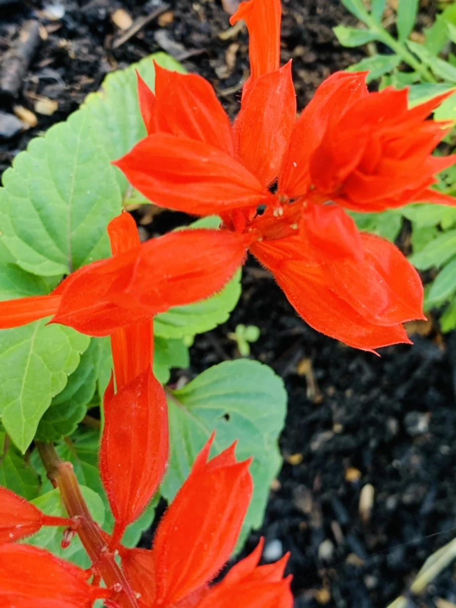 IMG_4841.jpg?type=w966