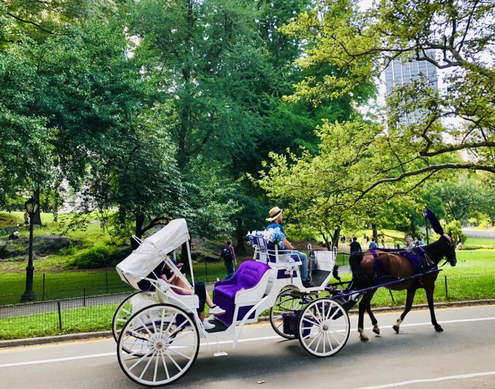 IMG_8262.jpg?type=w966