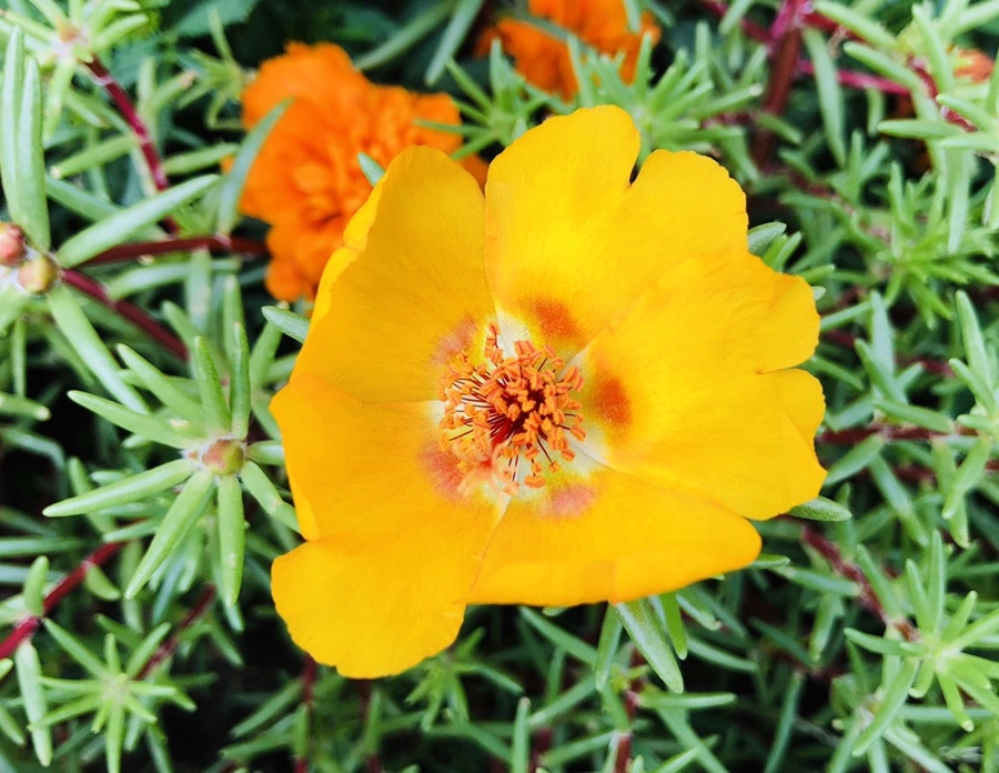 IMG_1453.jpg?type=w966