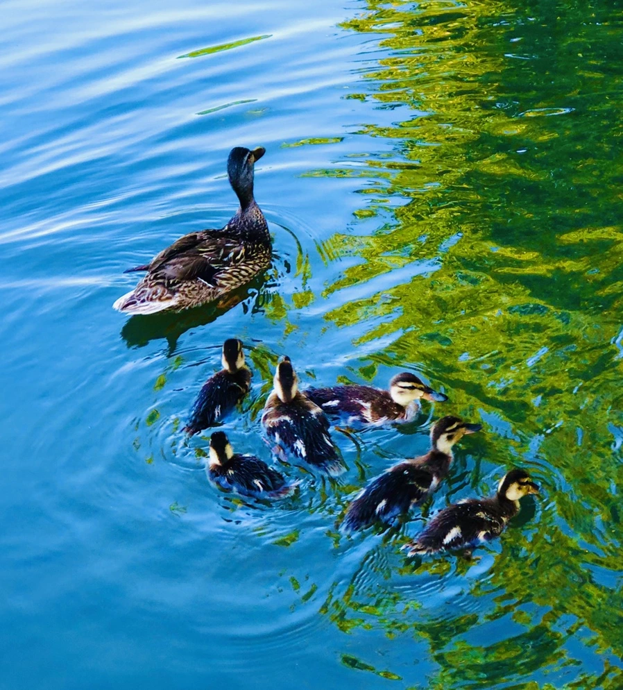 IMG_2669.jpg?type=w966