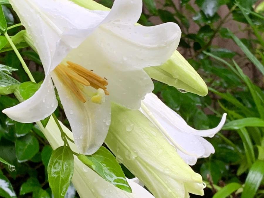 IMG_0113.jpg?type=w966