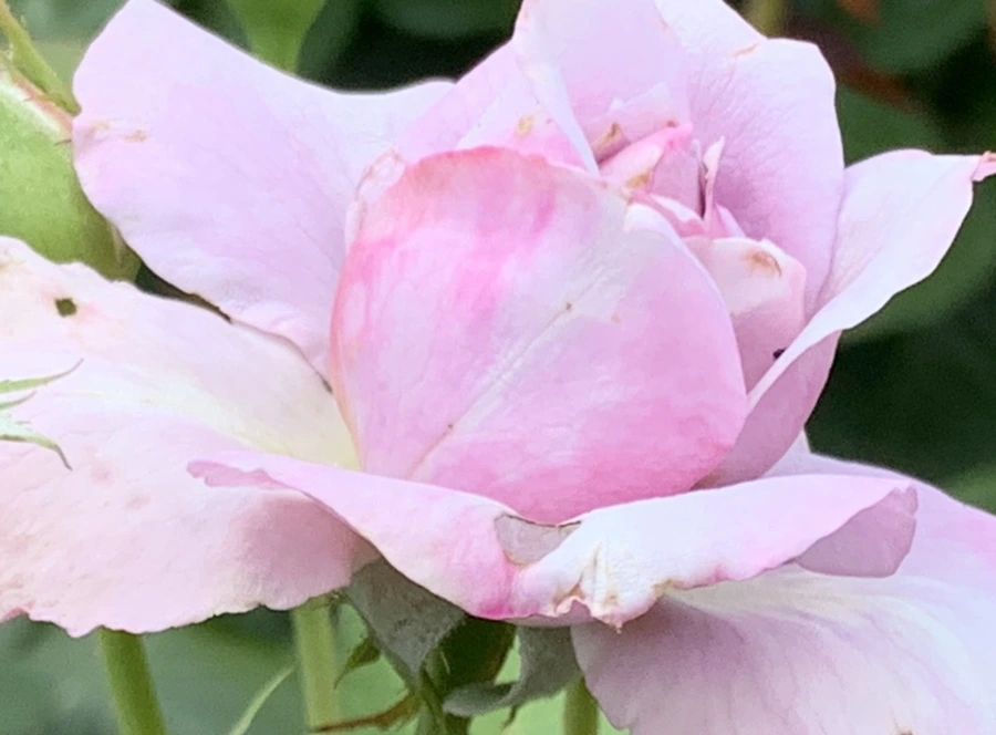 IMG_5477.jpg?type=w966