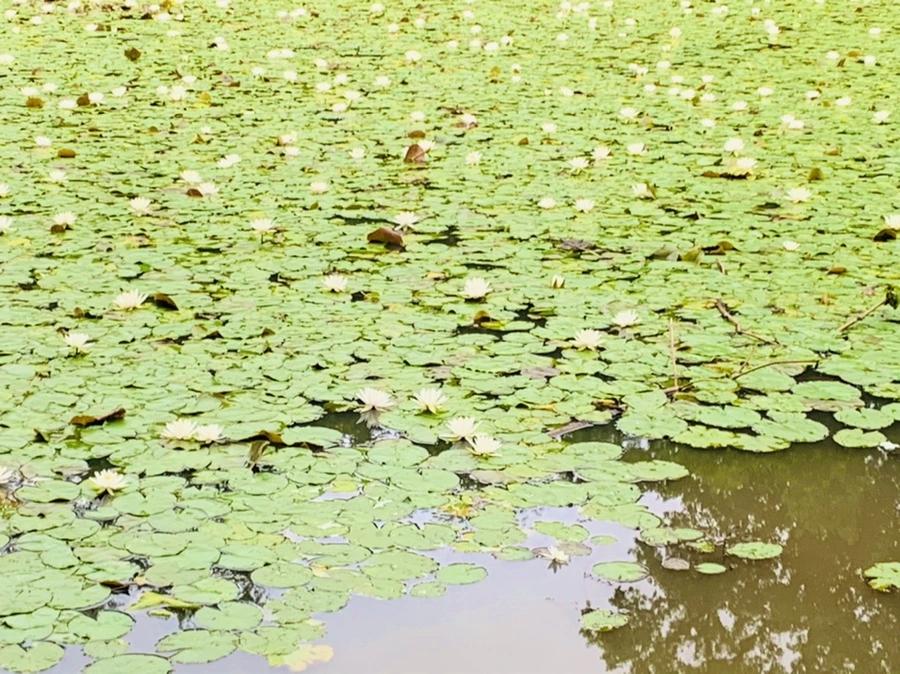 IMG_7152.jpg?type=w966