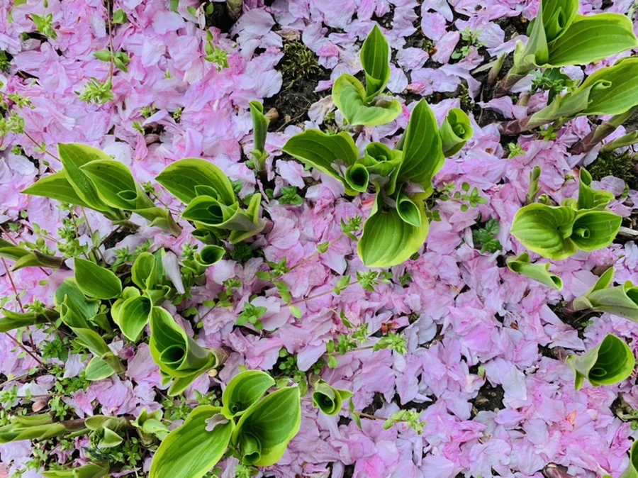 IMG_6057.jpg?type=w966