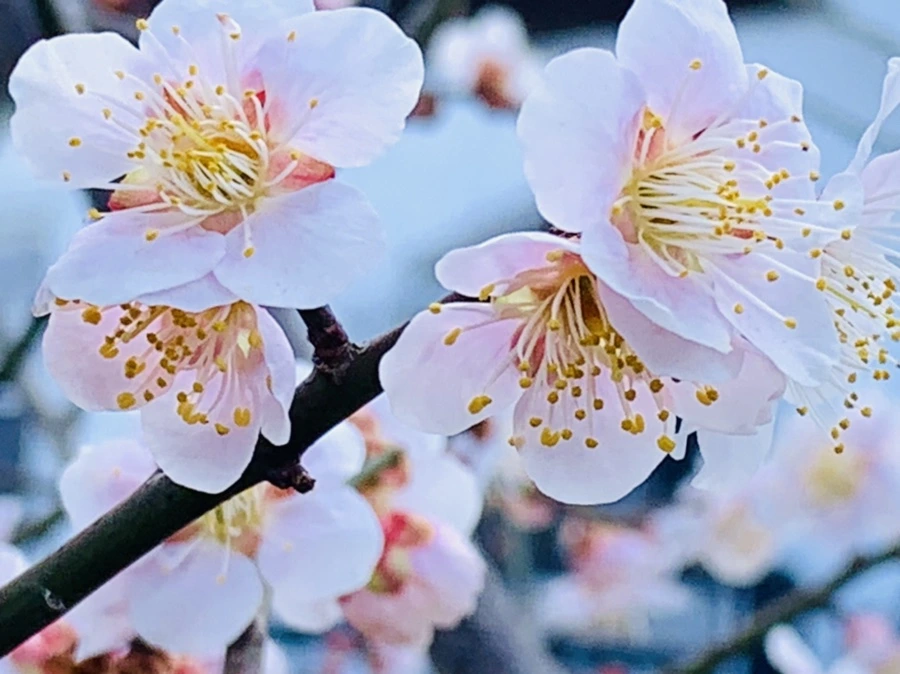 IMG_1001.jpg?type=w966