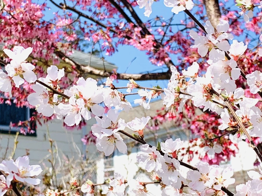 IMG_8102.jpg?type=w966