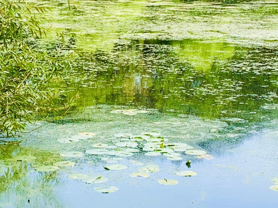 IMG_7498.jpg?type=w966