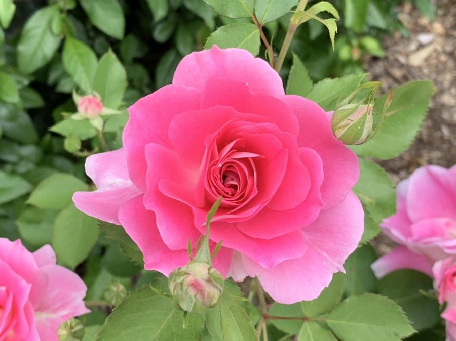 JiYYJqALdR7annqFMpjyzfkPZ3s