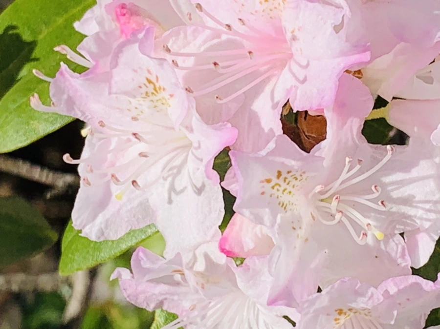 IMG_8187.jpg?type=w966