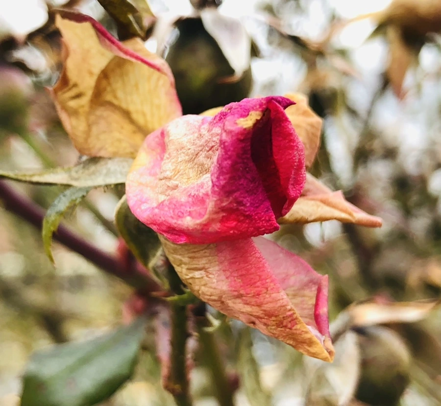 IMG_8788.jpg?type=w966