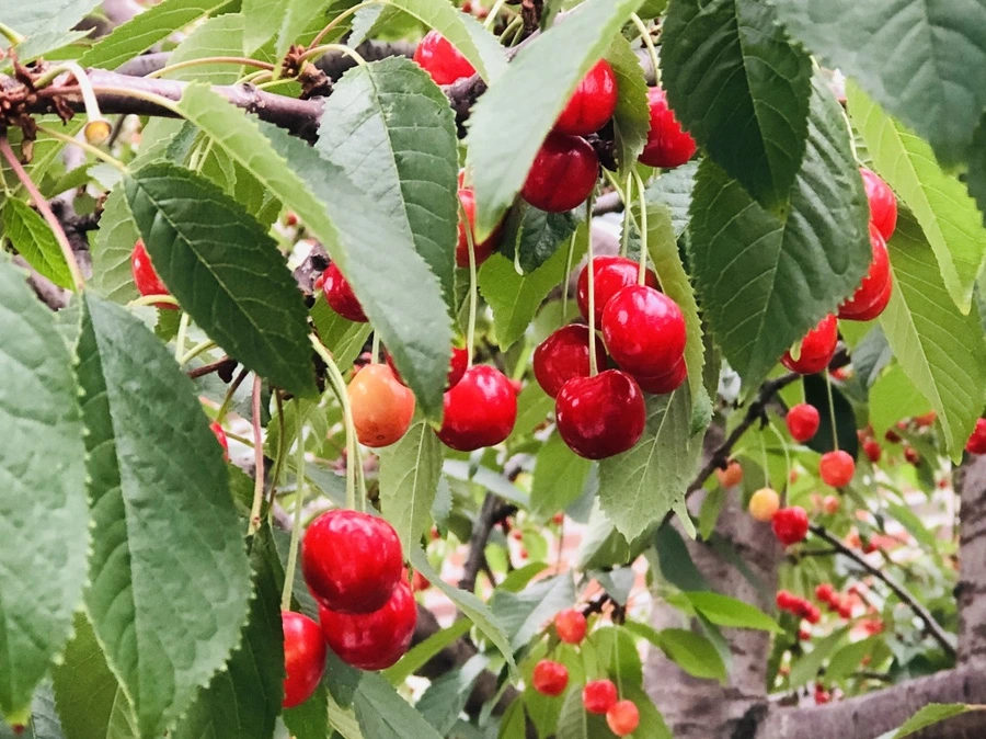 IMG_9529.jpg?type=w966