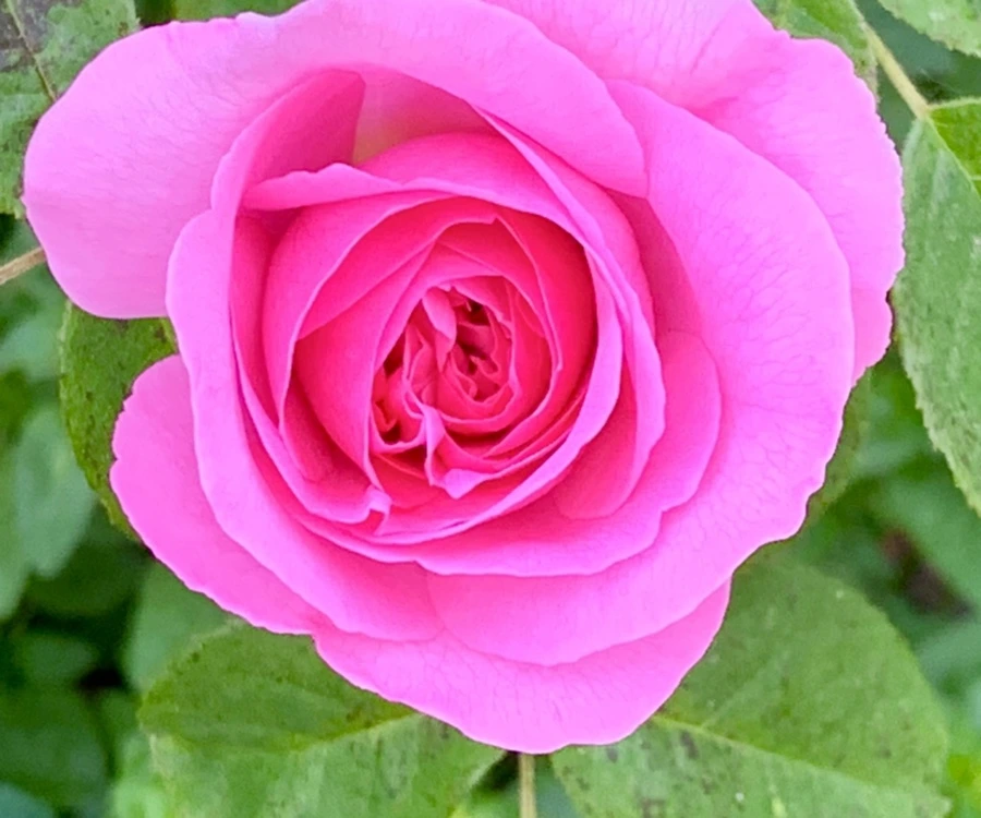 IMG_3583.jpg?type=w966