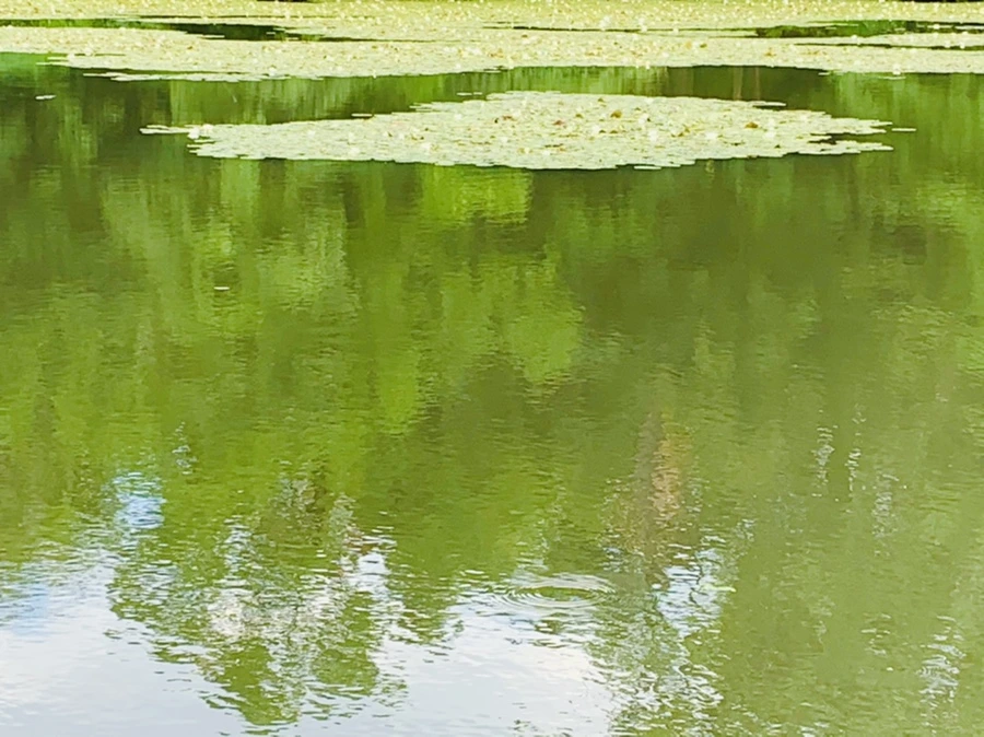 IMG_0750.jpg?type=w966